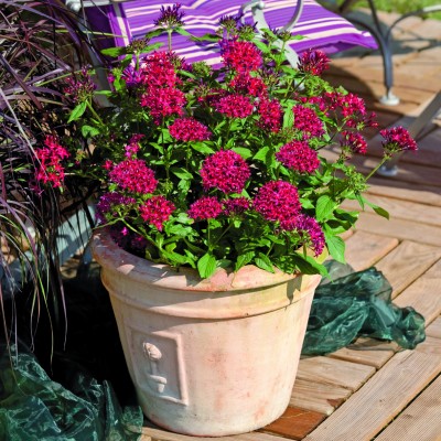 Delray Plants Live Pentas - Outdoor Plants - Fresh from the Farm - Bright Red - 4 pack   566253805